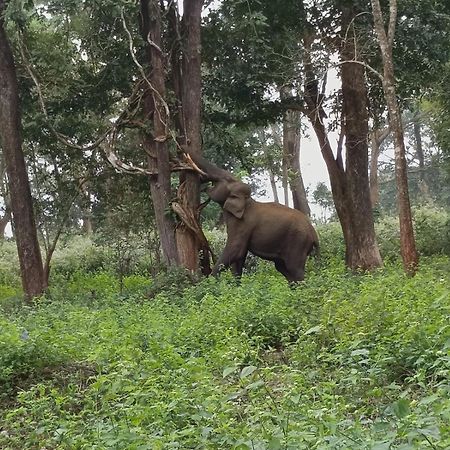 Kuruva Shoreline Wayanad Chegāt Екстериор снимка