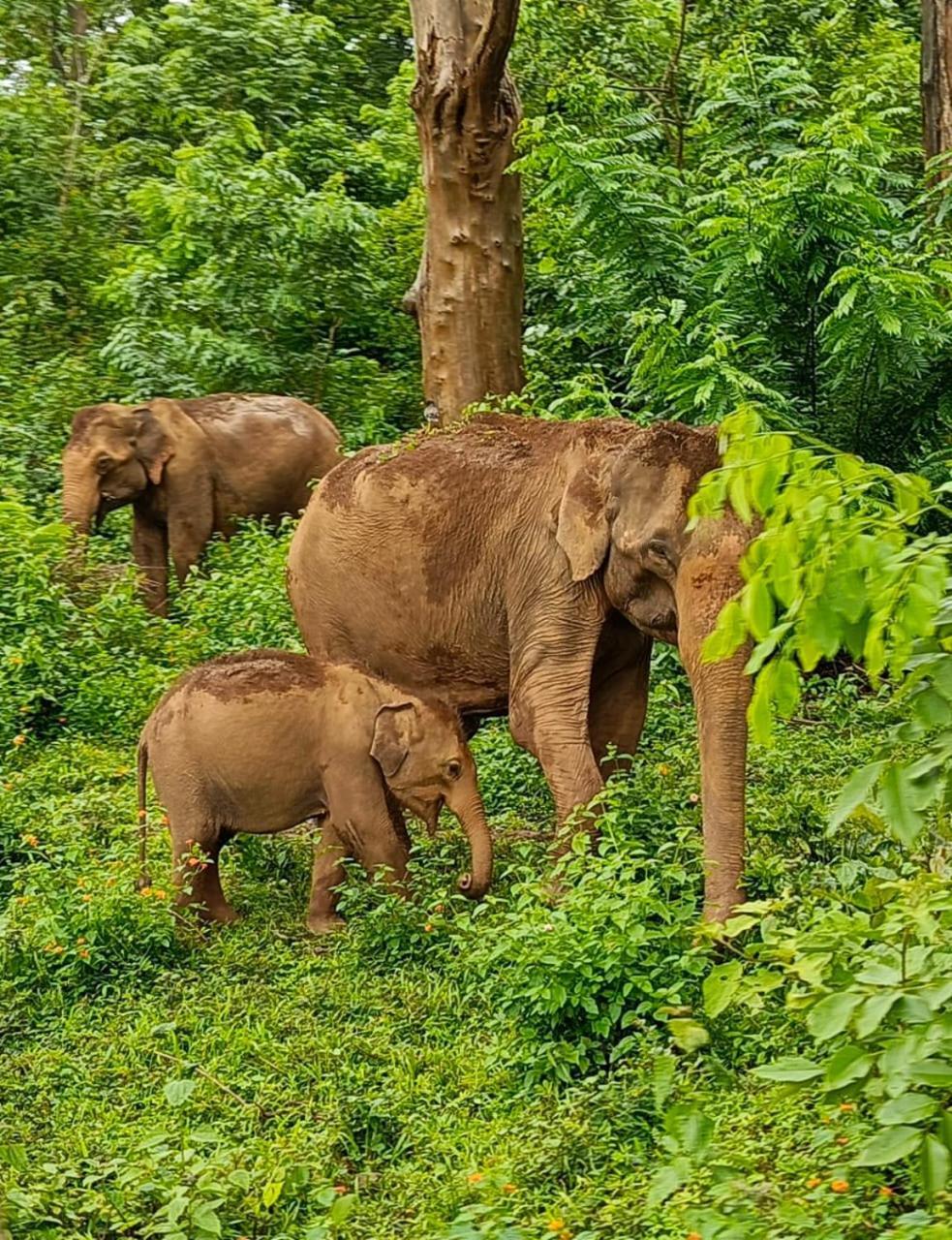 Kuruva Shoreline Wayanad Chegāt Екстериор снимка