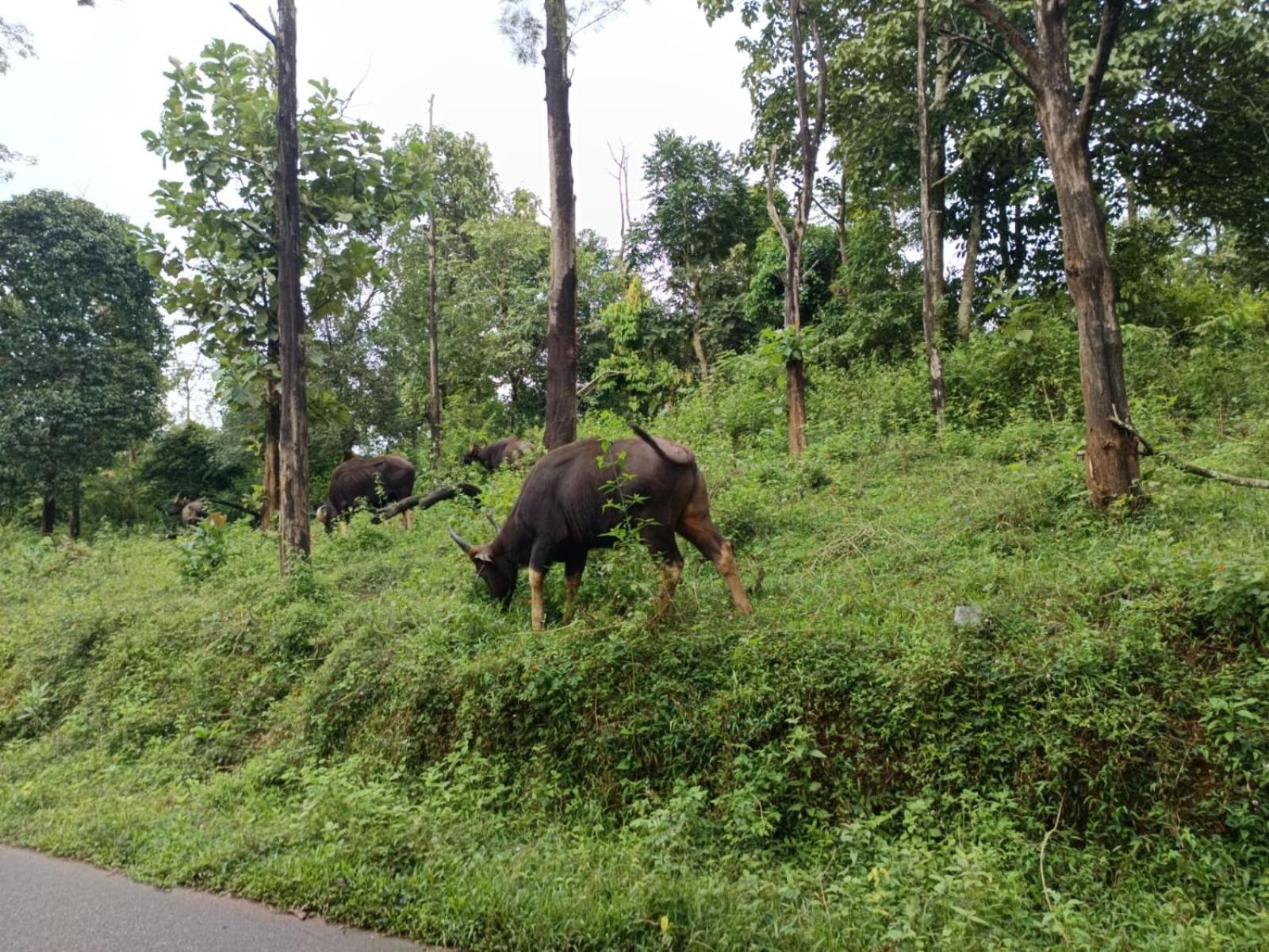 Kuruva Shoreline Wayanad Chegāt Екстериор снимка