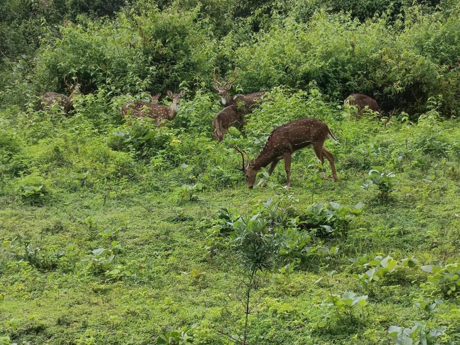Kuruva Shoreline Wayanad Chegāt Екстериор снимка
