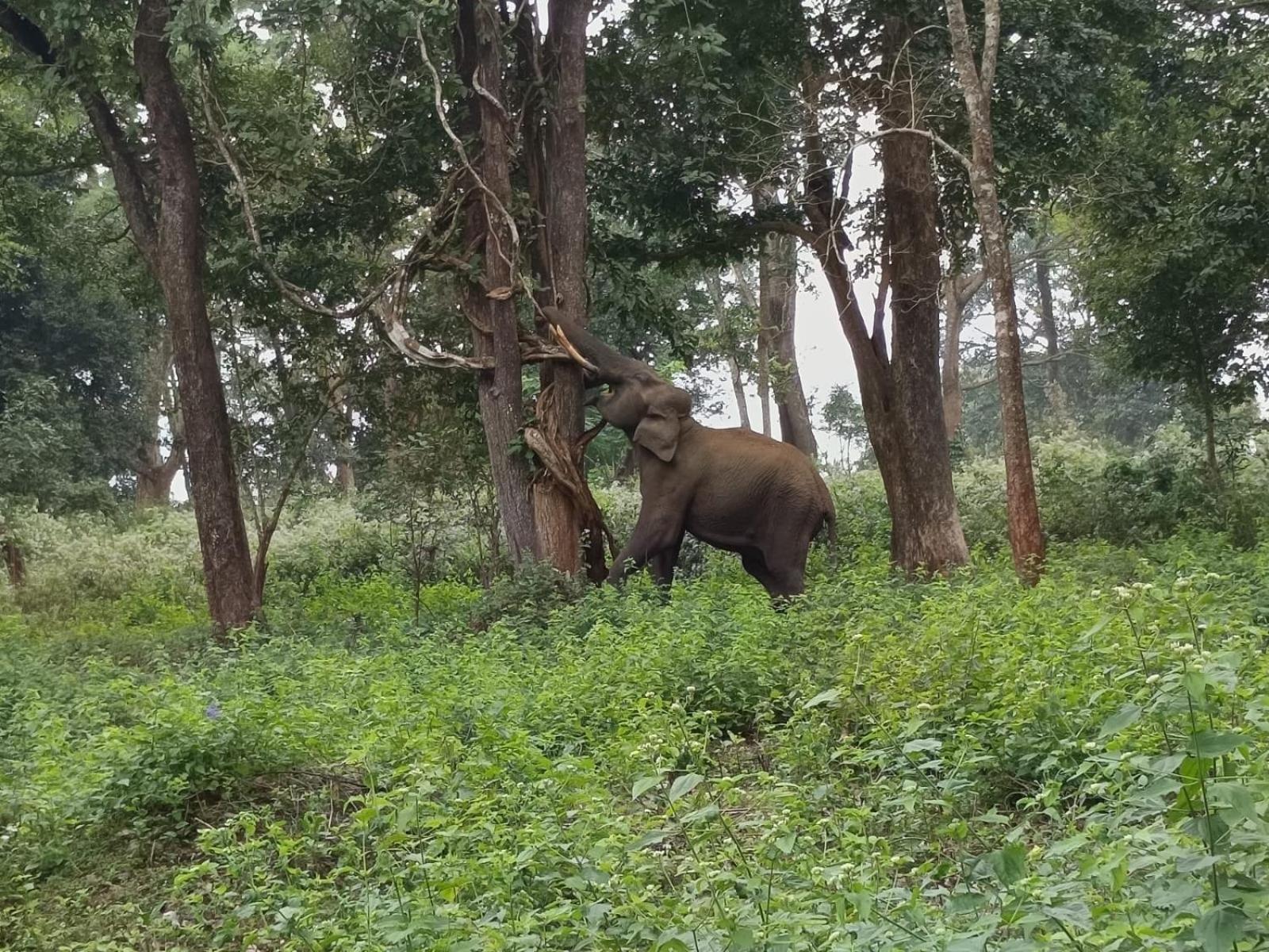 Kuruva Shoreline Wayanad Chegāt Екстериор снимка